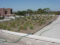 New Green Roof
